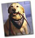 dog with leash by Kelsie's Pet Sitting Service Inc.